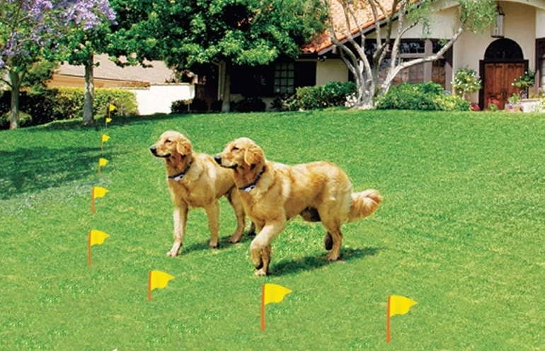 How To Buy The Best Invisible Dog Fences