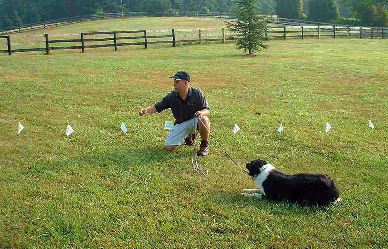 How To Install An Invisible Dog Fence