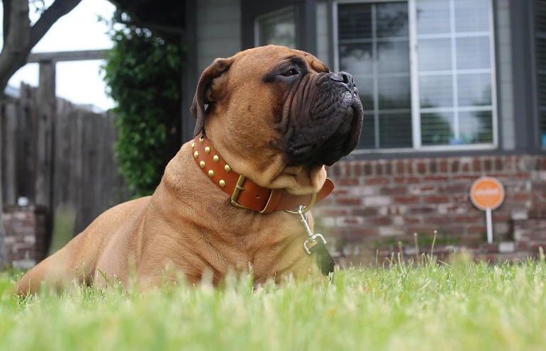 How To Buy The Best Leather Dog Collars