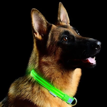 Pet Industries Dog Collar