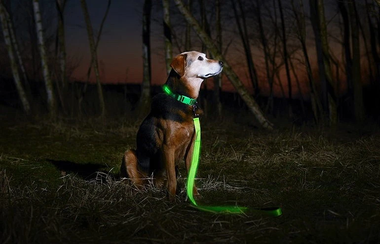 How To Buy The Best LED Dog Collars