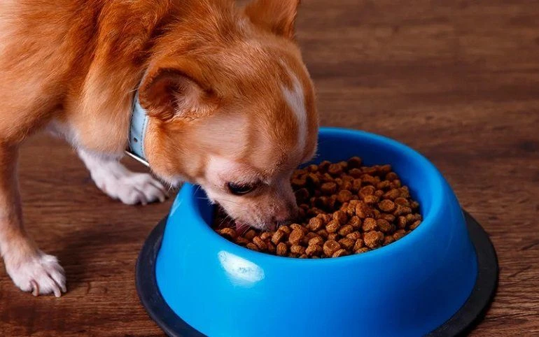 How To Buy The Best Low Fat Dog Foods