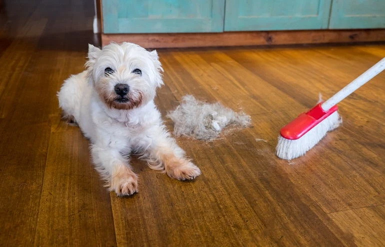 How To Buy Best Pet Hair Removers
