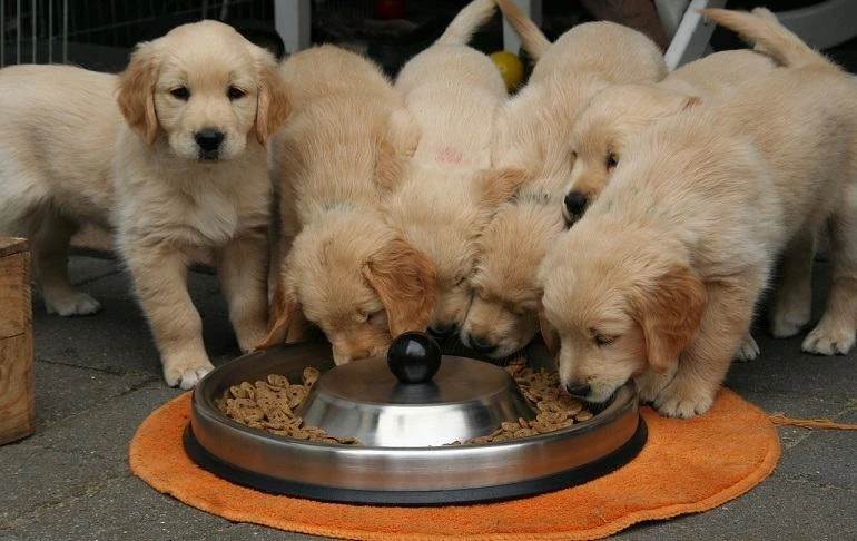 How To Buy The Best Puppy Foods