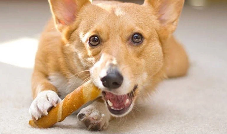 How To Buy The Best Rawhides For Puppies