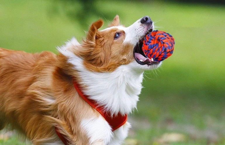 How To Buy The Best Ropes For Dog Toys