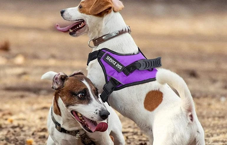 How To Buy The Best Service Dog Vests