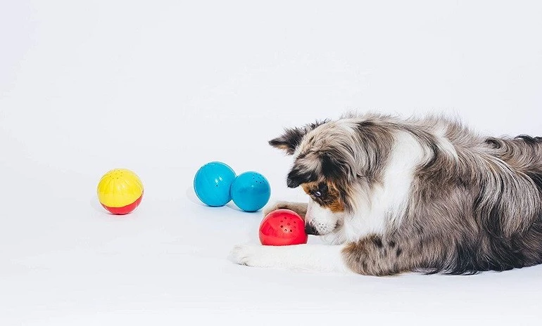 How To Buy The Best Toys For Blind Dogs