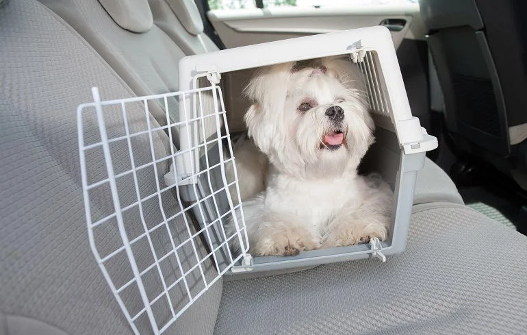 Other Recommended Travel Dog Crates