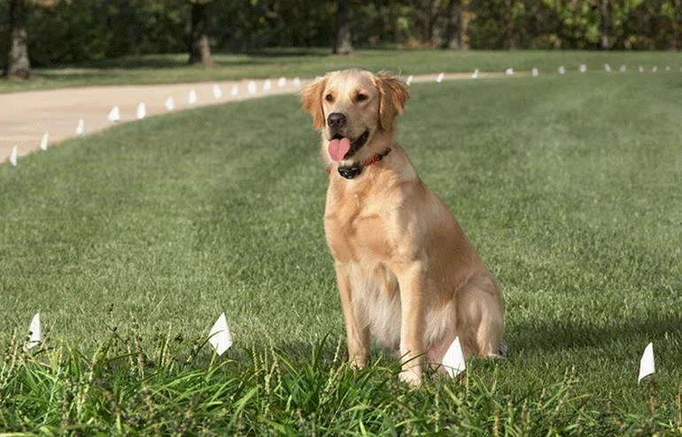 The 7 Best Wireless Dog Fences of 2023: Containing & Repelling