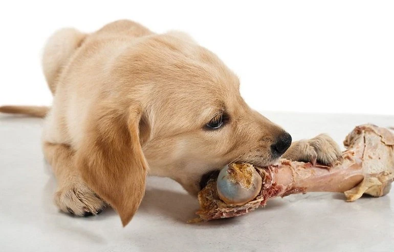 Factors That Determine How Well A Dog Digest A Bone