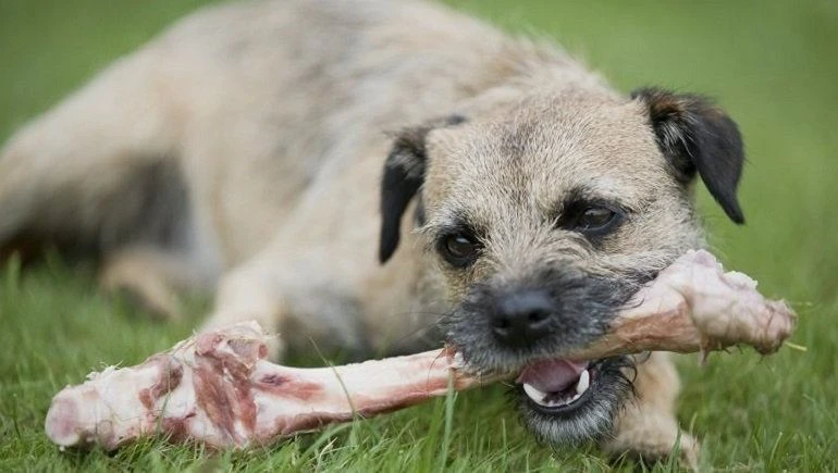 Safety Tips To Feed Bones To Your Dog