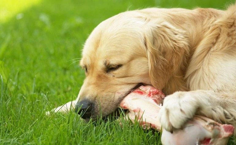 Can Dogs Eat Raw Meat?