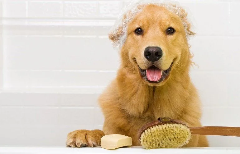 How Do I Stop My Dog From Eating Soap Again