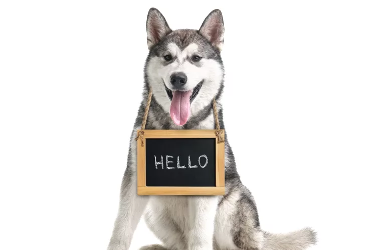 How do you say hello in dog language?