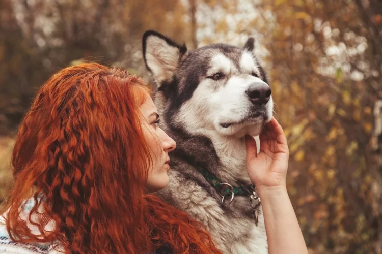 How long is a dog year in days?