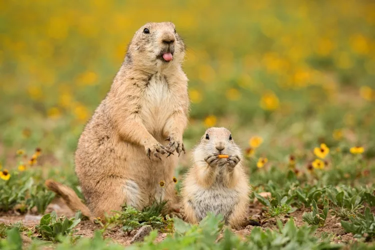 How do you draw a prairie dog easy?