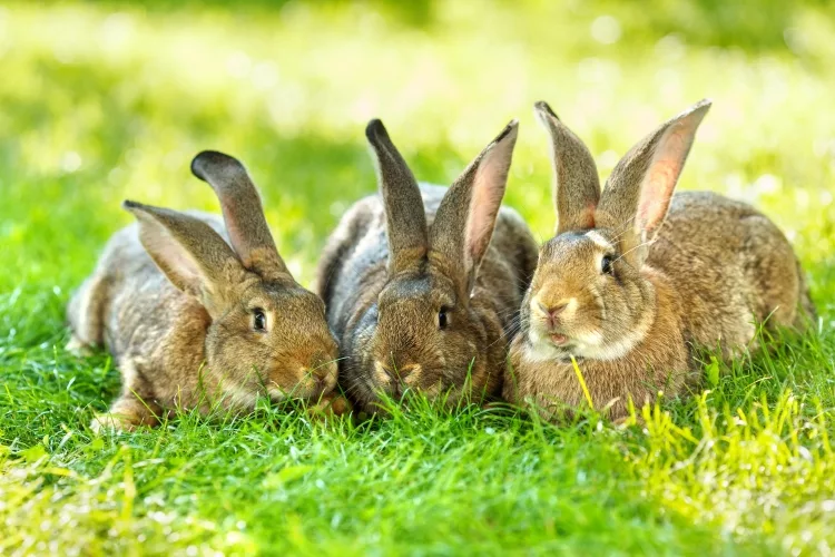 How to Keep Rabbits Out of Garden Without a Fence