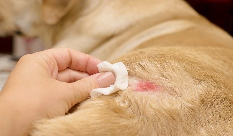 Treatment Of Ringworm In Dogs 