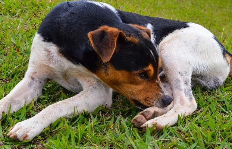 Why Do Dogs Chew On Their Paws? 5 Reasons and What to Do