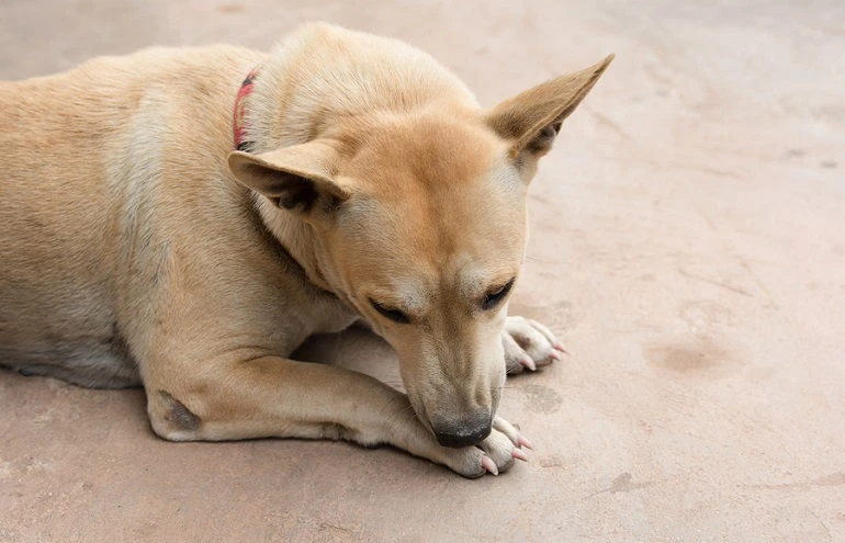 Dogs Chew On Their Paws