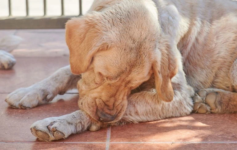 Why Dogs Chew On Their Paws