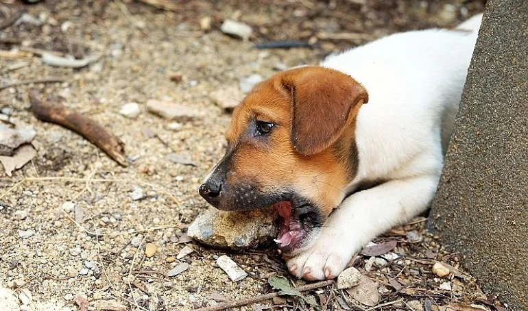 Why Do Dogs Eat Rocks?