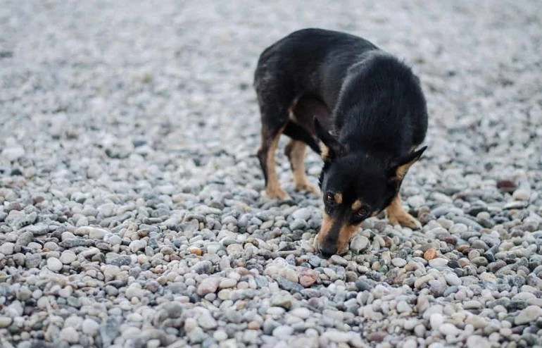 Is It Safe When Dogs Eating Rocks