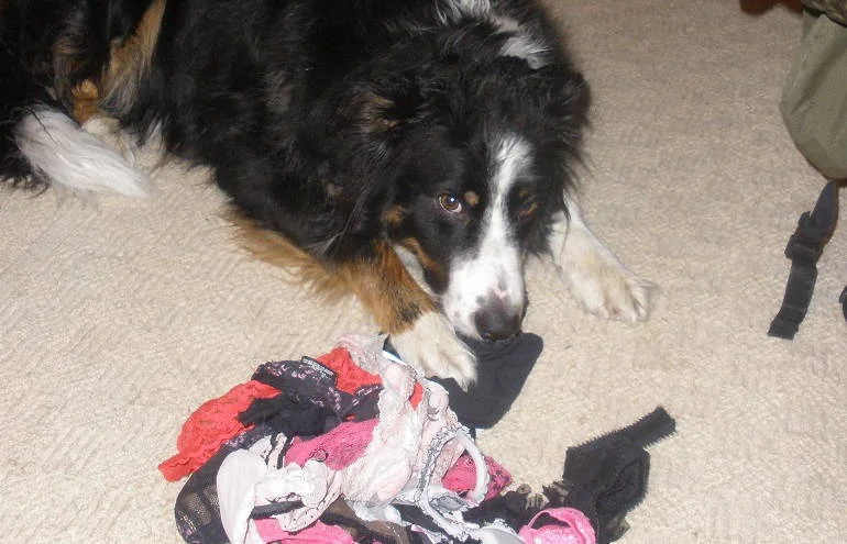 Why Does My Dog Eat My Underwear?